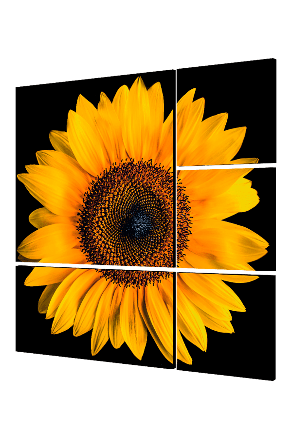 girasol-primer-plano-transparencia